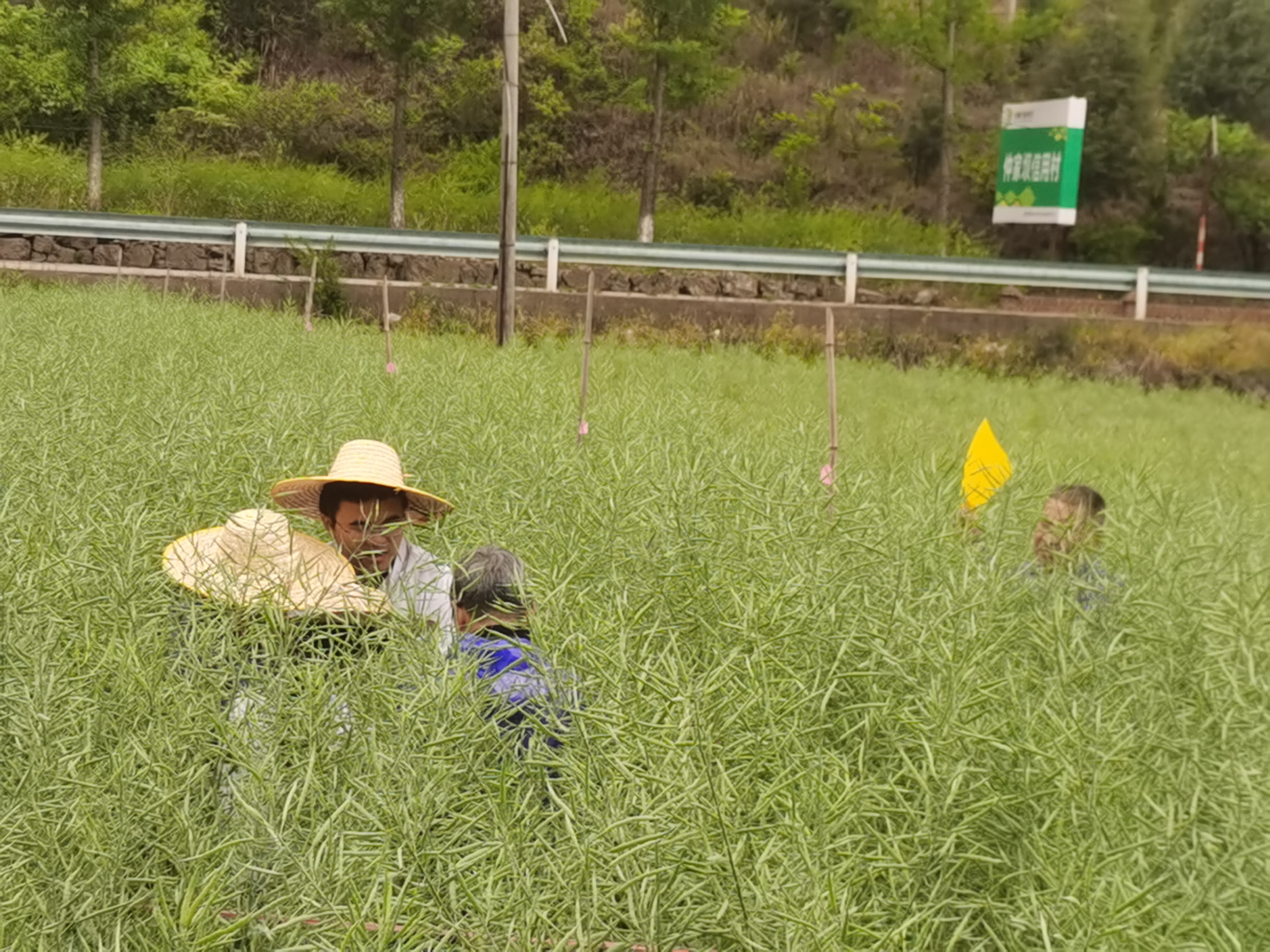 市农推站开展油菜蚜虫药效试验和小区虫口密度调查